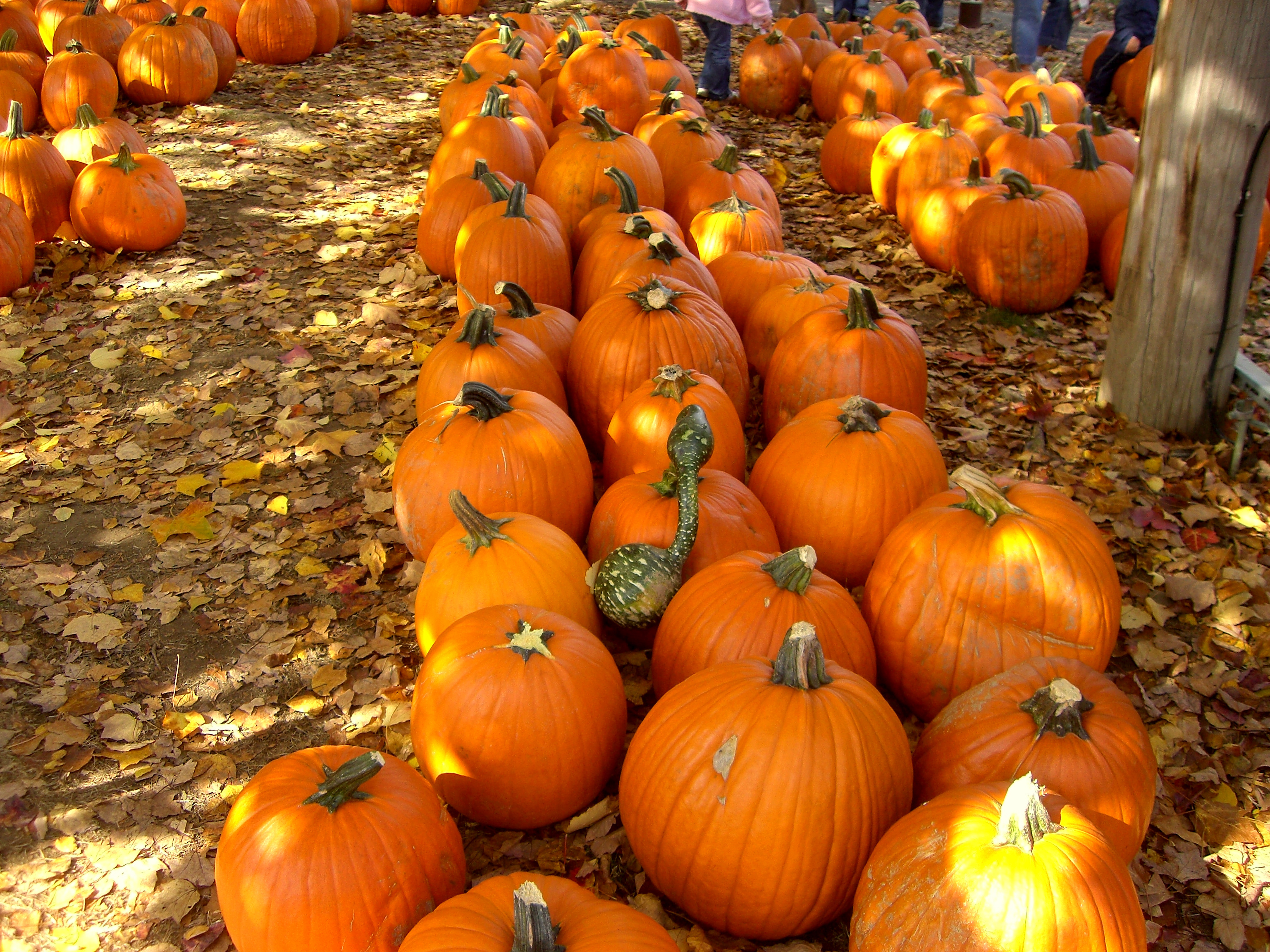 We Love Cabot - Autumn & Pumpkin Patches! - Owen Orthodontics