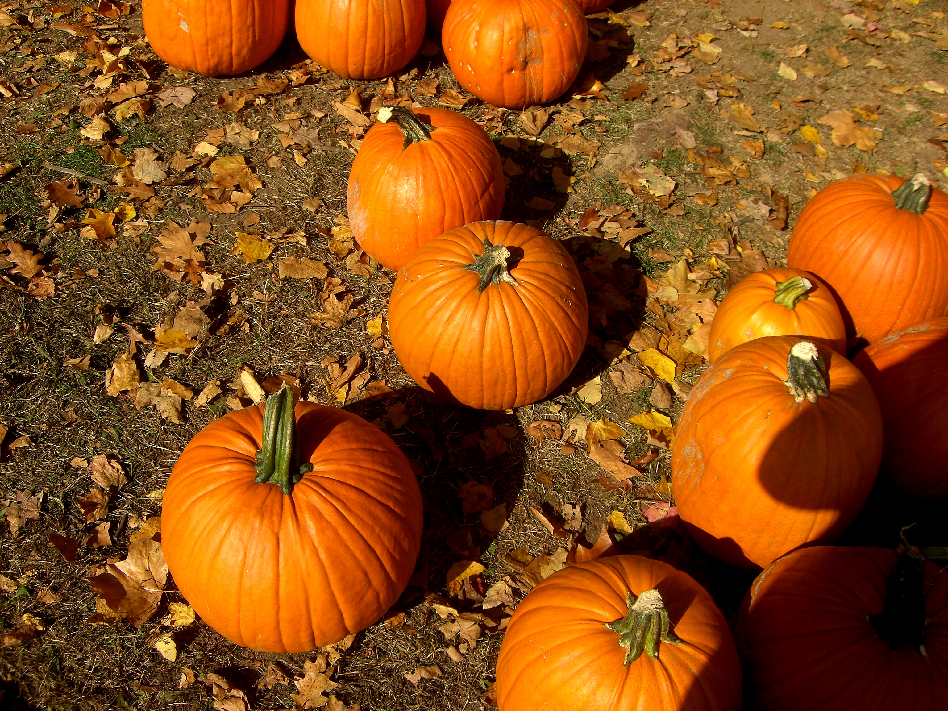 stockvault-pumpkin-smattering111198 We Love Cabot - Autumn & Pumpkin Patches!  